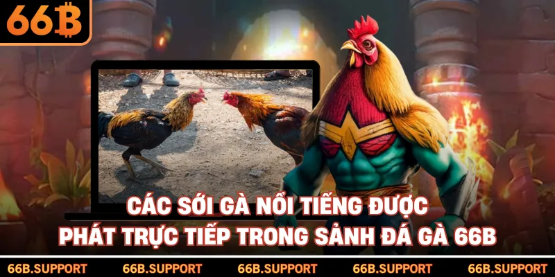 Các sới gà nổi tiếng được phát trực tiếp trong sảnh đá gà 66B