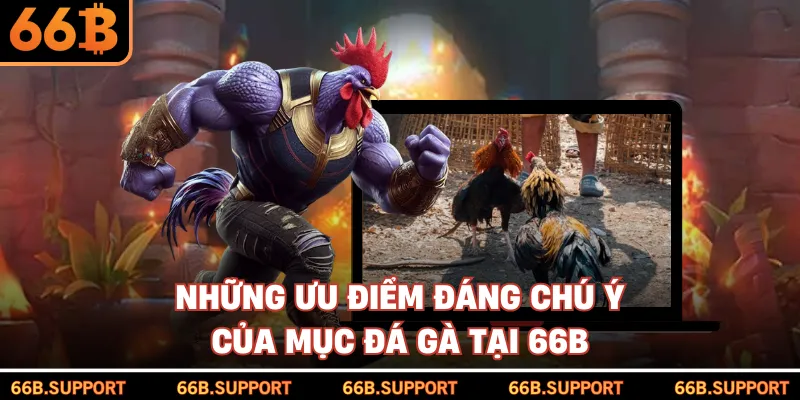 Những ưu điểm đáng chú ý của mục đá gà tại 66B